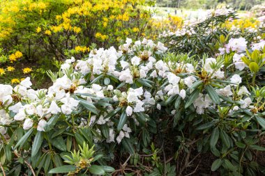 Bahar bahçesinde açan beyaz çalı çalısı.