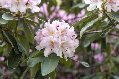 Bahar bahçesinde çiçek açan pembe rhododendron çiçeğine yakın.