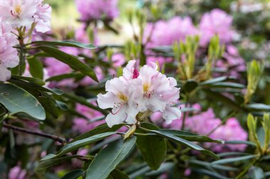 Bahar bahçesinde açan beyaz pembe rhododendron, yakın plan.