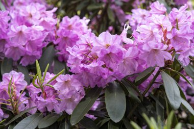 Canlı pembe rhododendron bahar bahçesinde çiçek açar. Yakın plan.