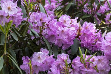 Pembe rhododendron, bahar bahçesinde çiçek açar.
