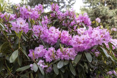 Canlı pembe rhododendron çalısı bahar bahçesinde gün ışığında çiçek açıyor.