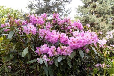Bahar bahçesinde çiçek açan pembe çalı çalısı