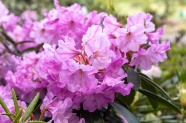 Bahar bahçesinde çiçek açan pembe rhododendron çiçeklerine yakın.