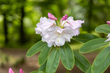 Bahar bahçesinde tomurcukları olan açık pembe rhododendron çiçeği.