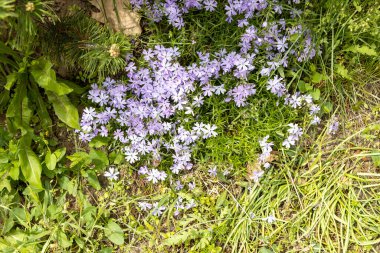 Bahar bahçesi yatak manzarasında sürünen leylak çiçekleri.