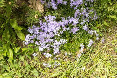 Bahar bahçesinde açan mor sürünen fenomenin tepeden görünüşü