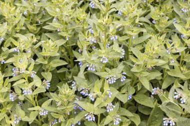 Mavi çiçekli kozalak tarlası.