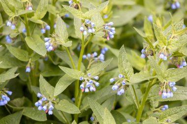 Bahar bahçesinde mavi papatya çiçekleri.