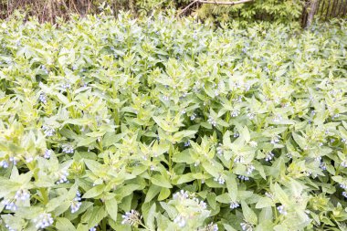 Yumuşak gün ışığında yemyeşil bahar bahçesinde çiçek açan papatya tarlası.