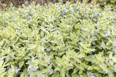 Bahar bahçesinde mavi çan çiçekleri olan papatya bitkileri