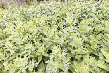 Bahar bahçesinde mavi çiçeklerle kaplanmış papatya yapraklarına yakın.