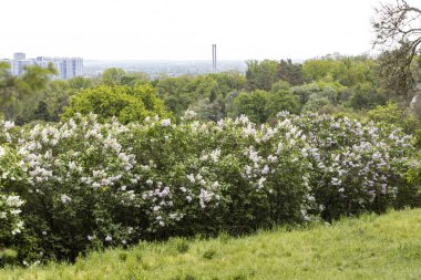 İlkbaharda şehrin ufuk çizgisine bakan çiçek açan leylak çalıları