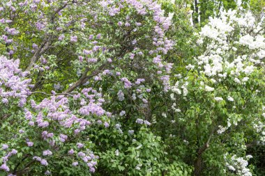 Bahar bahçesinde açan mor ve beyaz leylak çalıları