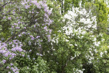 Bahar bahçesinde mor ve beyaz leylak çalıları