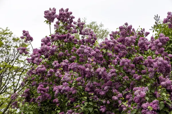 Bahar bahçesinde, bulutlu gökyüzünün altında açan leylak çalısı.