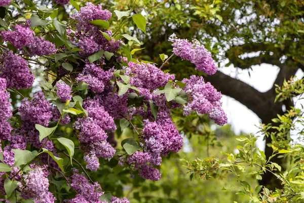 Bahar baharı bahçesinde açan mor leylak dalları