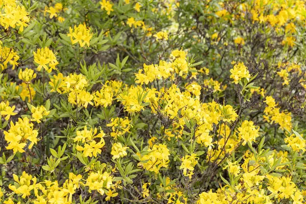Çiçekli sarı açelya çalısı bahar bahçesinde gün ışığında