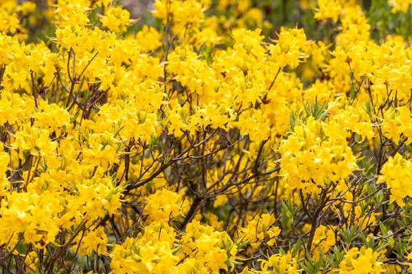 Parlak sarı açelya çalısı tam bahar çiçeğinde