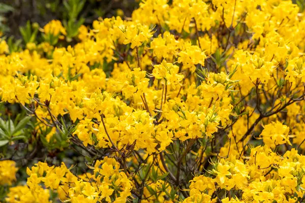 Bahar bahçesinde hayat dolu sarı açelya çiçekleri