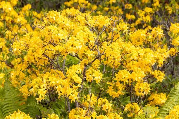 Bahar güneşinde canlı sarı açelya çalısı