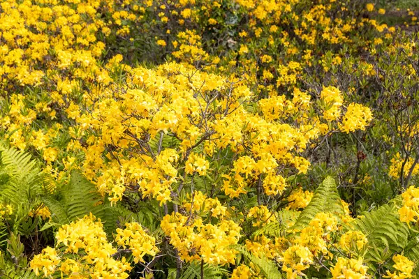 Canlı sarı açelya çalıları güneşli yamaçlarda çiçek açıyor.