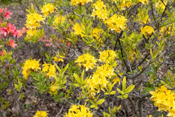 Sarı açelya bahar bahçesinde gün ışığında açar.