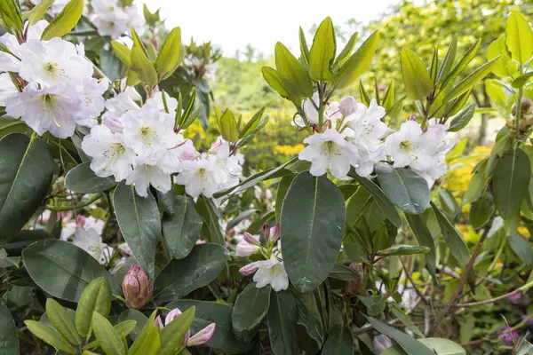 Bahar bahçesinde açan beyaz rhododendron çiçekleri