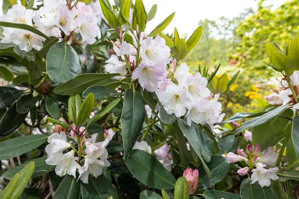 Bahar bahçesinde beyaz rhododendron çiçekleri ve yeşil yapraklar.