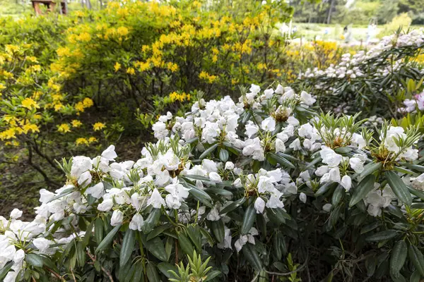 Bahar bahçesinde sarı açelyalar açan beyaz rhododendron çiçekleri
