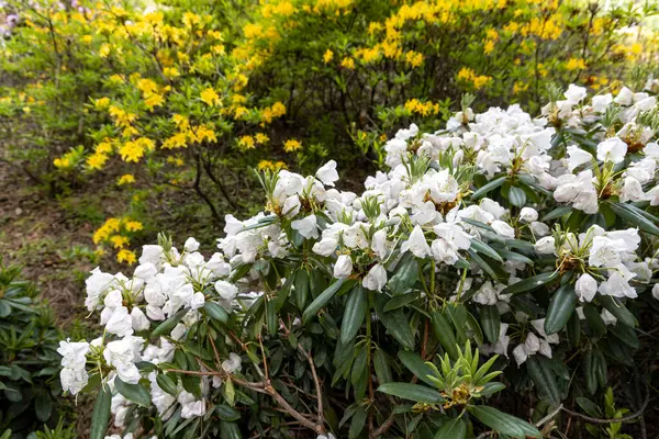 Bahar bahçesinde sarı açelya çiçekleri açan beyaz rhododendron.