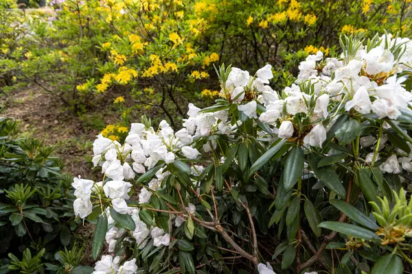 Bahar bahçesinde beyaz rhododendron çiçekleri. Yakın plan.