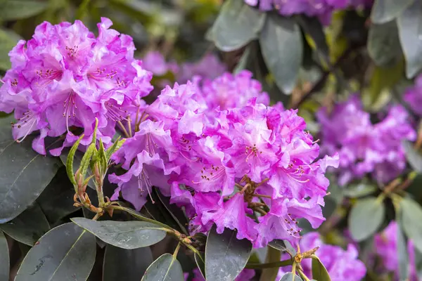 Bahar bahçesinde çiçek açan pembe rhododendron çiçeklerine yakın çekim