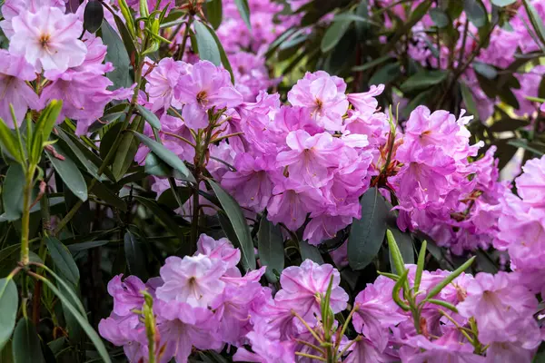 Pembe rhododendron, bahar bahçesinde çiçek açar.