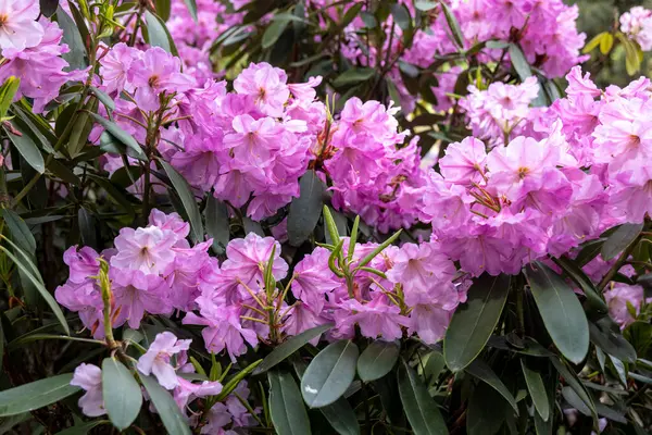 Bahar bahçesinde çiçek açan pembe çalı ağaçlarının yakınına.