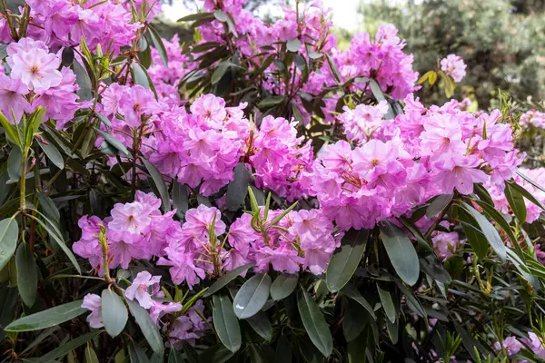 Canlı pembe rhododendron çiçeklerini baharın ilk ışıklarında bahçe çitlerinde açar.