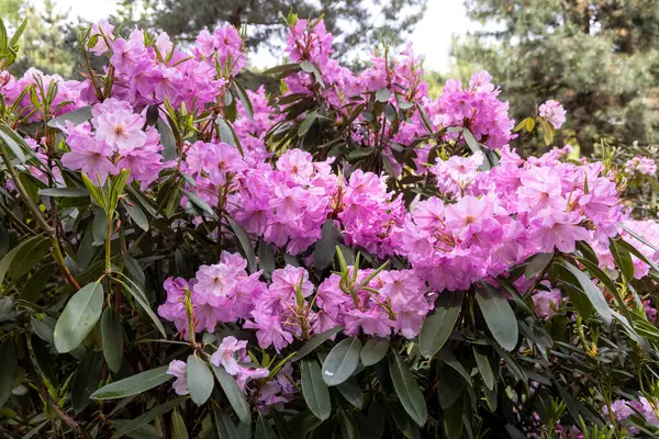 Canlı pembe rhododendron çalısı bahar bahçesinde gün ışığında çiçek açıyor.