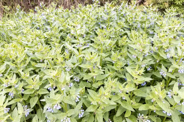 Bahar bahçesinde mavi çan çiçekleri olan papatya bitkileri