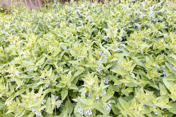 Bahar bahçesinde mavi çiçeklerle kaplanmış papatya yapraklarına yakın.