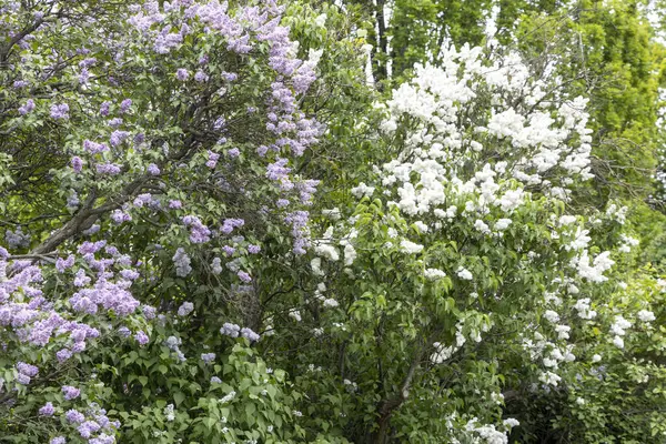 Bahar bahçesinde mor ve beyaz leylak çalıları