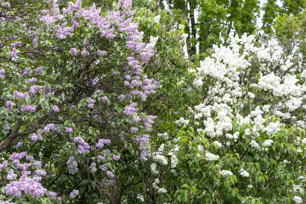 Bahar bahçesinde çiçek açan mor ve beyaz leylak çalıları