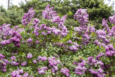 Bahar bahçesinde çiçek açan leylak çalıları