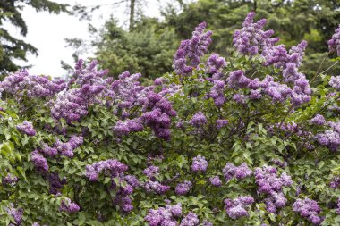 Bahar bahçesinde açan mor leylak çalıları