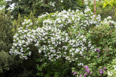 Çiçekli bahar bahçesinde açan leylak çalısı