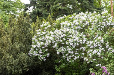 Beyaz leylak yemyeşil arka planda çiçek açar.