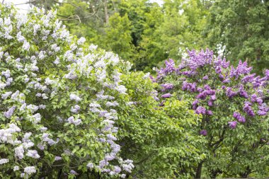 Bahar bahçesinde çiçek açan leylak çalıları.