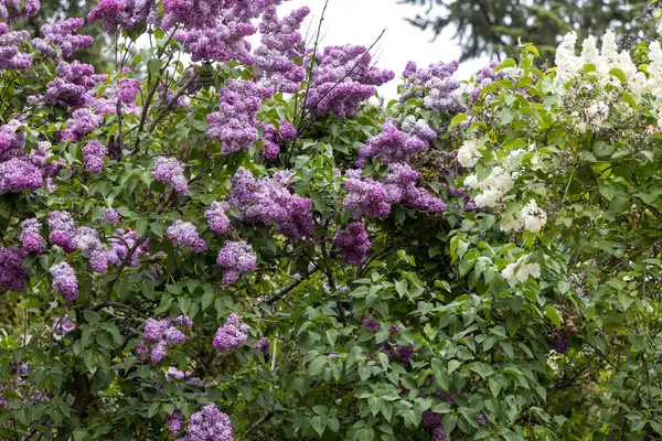 Mor ve beyaz leylak bahçedeki çalılıklarda çiçek açar.