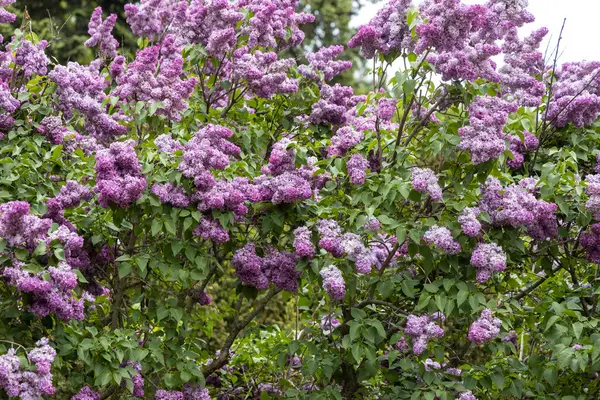 Çiçek açan mor leylak Baharda dışarıda çalılar
