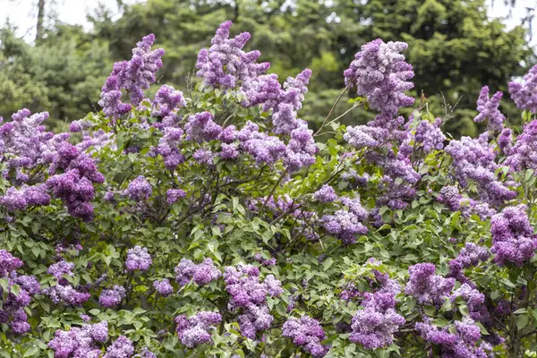 Bahar bahçesinde çiçek açan leylak çalıları