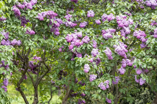 Bahar bahçesinde mor çiçekli çiçek açan leylak çalısı.